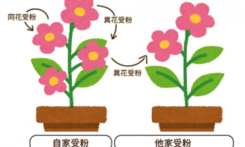 生姜片贴涌泉的功效和作用专区_生姜片功效专区_生姜烧鸡的功效网